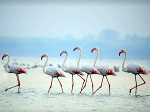 Nandur Madhmeshwar Bird Sanctuary